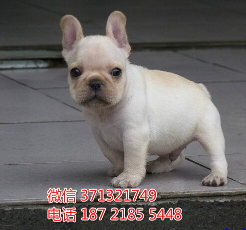 宠物狗狗斗牛全国可以发货 犬舍繁殖 包健康感