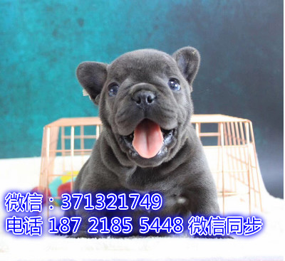 特价斗牛出售纯种幼犬 专业繁殖专业发货 可上门看判