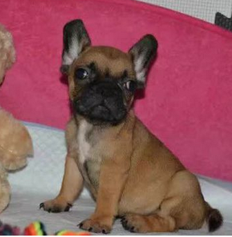 保山买法牛 云南狗场法牛幼犬出售欢迎选购