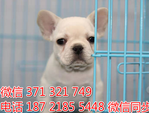 犬舍法斗纯种幼犬出售 法国斗牛犬精品狗场宠