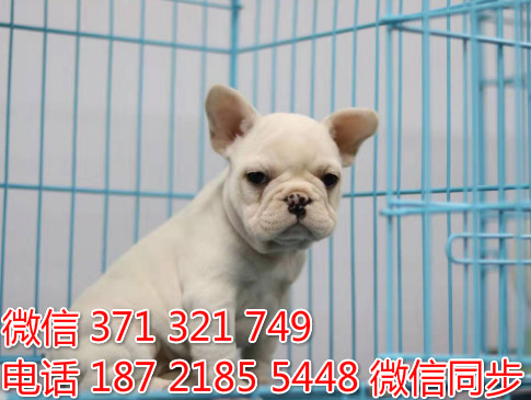 犬舍法斗纯种幼犬出售 法国斗牛犬精品狗场宠物狗似