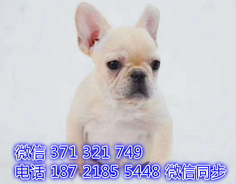 犬舍直销，哪里有宠物斗牛犬，精品小型中型大型犬