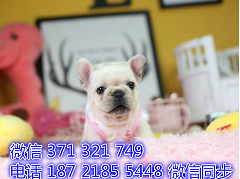 斗牛宠物买卖 宠物市场 宠物狗狗图片宠物网驮