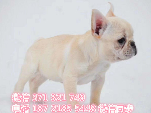 犬舍直销，哪里有宠物斗牛犬，精品小型中型大型犬狗狗染