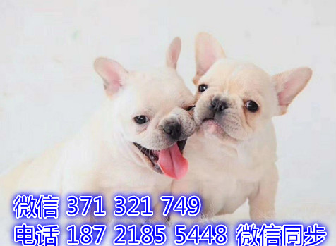 犬舍直销，哪里有宠物斗牛犬，精品小型中型大型犬狗狗牡