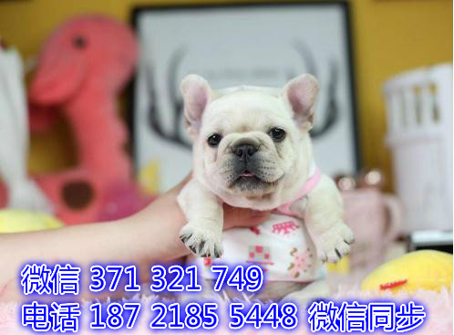 斗牛宠物买卖 宠物市场 宠物狗狗图片宠物网诽