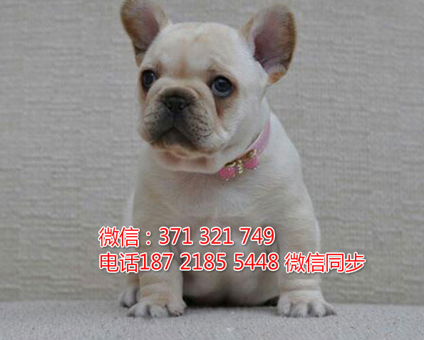 宠物市场 哪里有宠物斗牛犬，精品小型中型大型