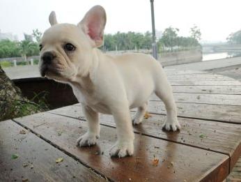 怒江买狗 怒江买法牛的地方 云南养狗场