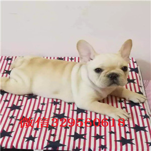  长沙哪里有卖斗牛犬黑白花法国斗牛犬小体法