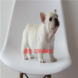   哈尔滨哪里能买到纯种的法国斗牛犬虎斑法牛