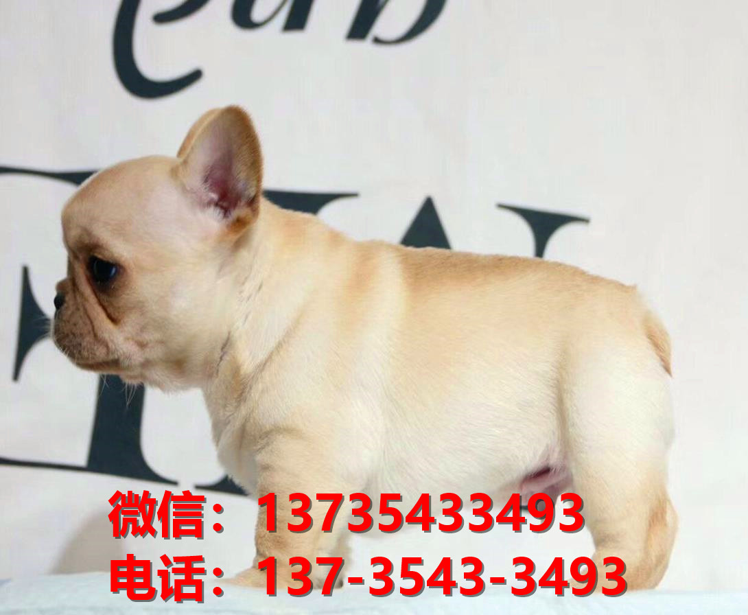 西安犬舍出售纯种法牛幼犬卖狗买狗地方狗市场