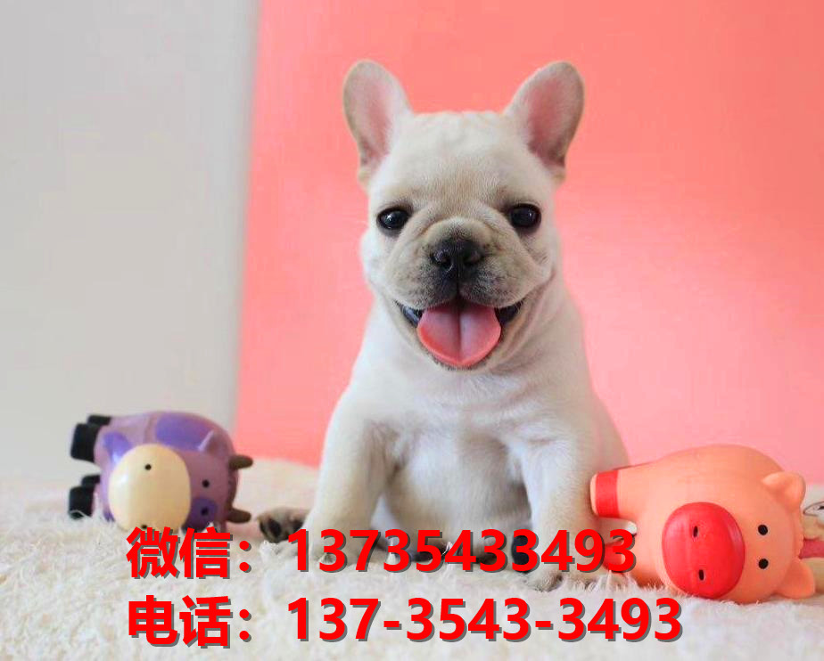 济南犬舍出售纯种法牛幼犬卖狗买狗地方狗市场法国斗牛犬领养