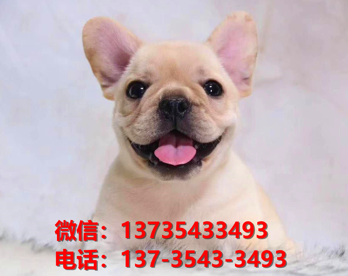 长沙犬舍出售纯种法牛幼犬卖狗买狗地方狗市场