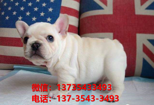 朔州宠物狗狗犬舍出售纯种法牛法斗卖狗买狗地方有狗场