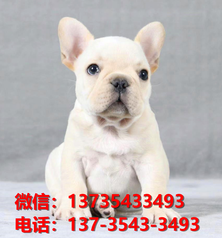 绍兴宠物狗狗犬舍出售纯种法牛幼犬狗市场在哪