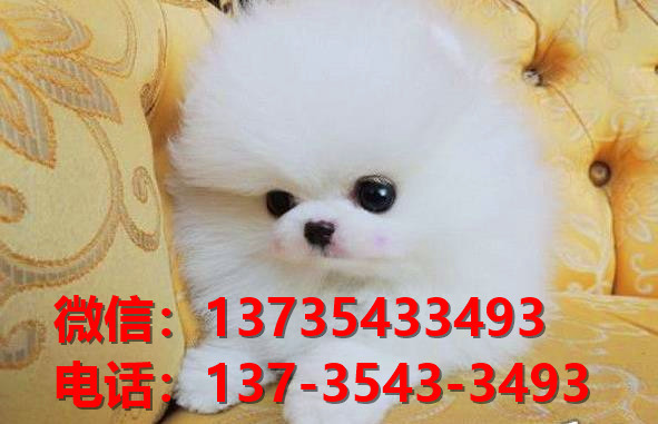 廊坊宠物狗犬舍出售纯种法牛法斗犬幼犬卖狗买