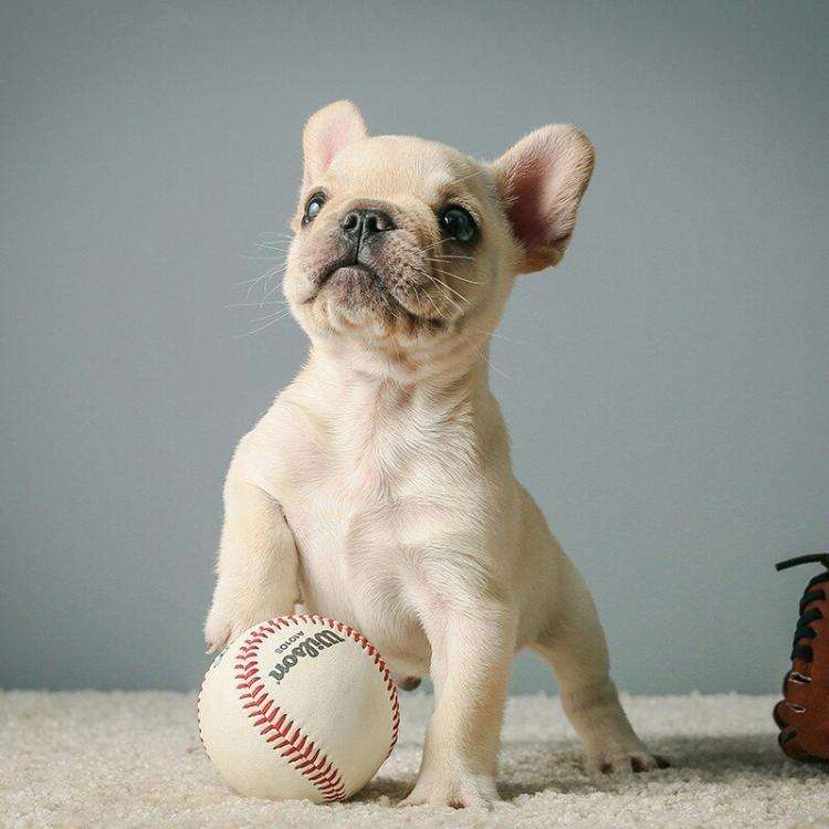 普洱法斗幼犬价格多少普洱出售法斗小狗包品质