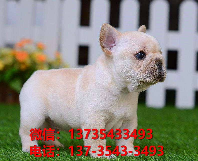 济南宠物狗狗犬舍领养纯种法牛犬网上卖狗买狗