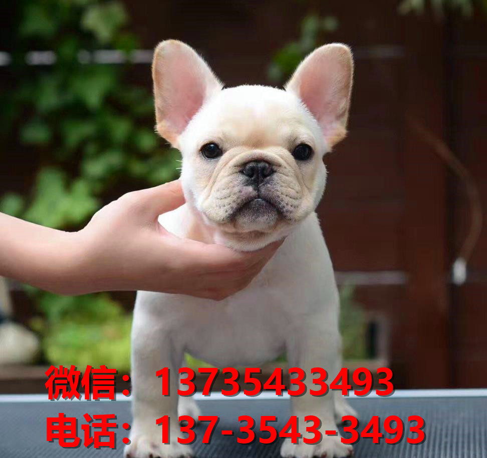 蚌埠宠物狗狗犬舍出售纯种法牛幼犬卖狗买狗地