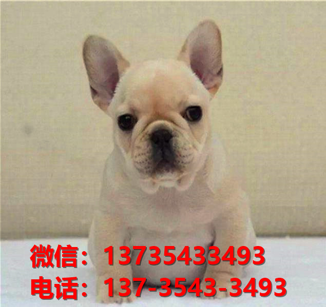 北海宠物狗犬舍出售纯种法牛法斗犬网上卖狗买