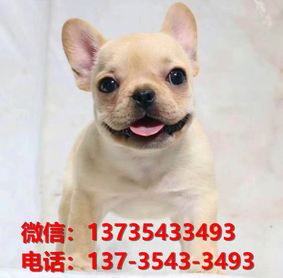 常德宠物狗犬舍出售纯种法牛犬网上买狗卖狗地