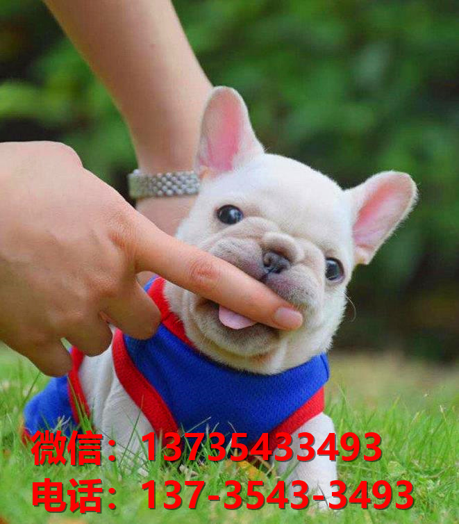 十堰宠物狗犬舍出售纯种法牛犬幼犬网上卖狗买