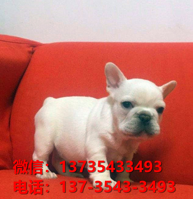 济源宠物狗犬舍出售纯种法斗犬卖狗买狗地方在