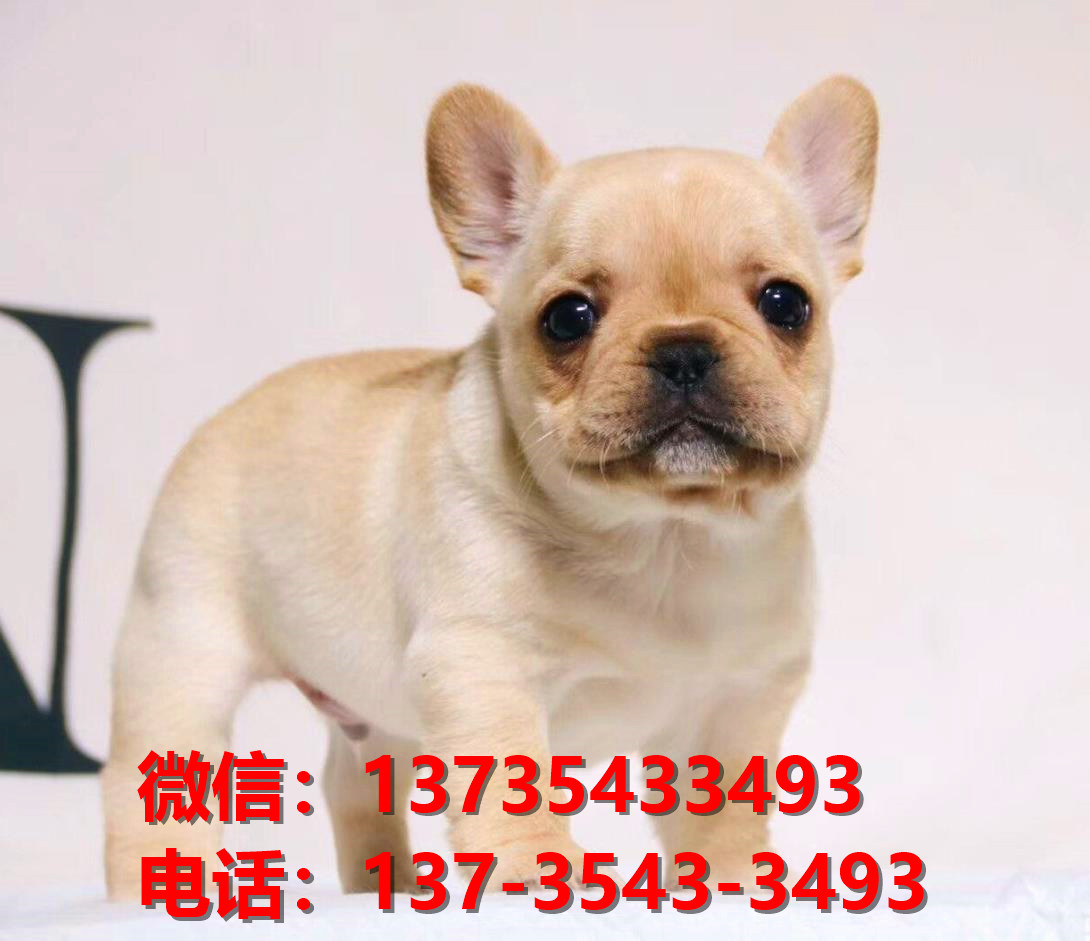 黄石宠物狗犬舍出售纯种法牛犬买狗卖狗网站在哪有狗市