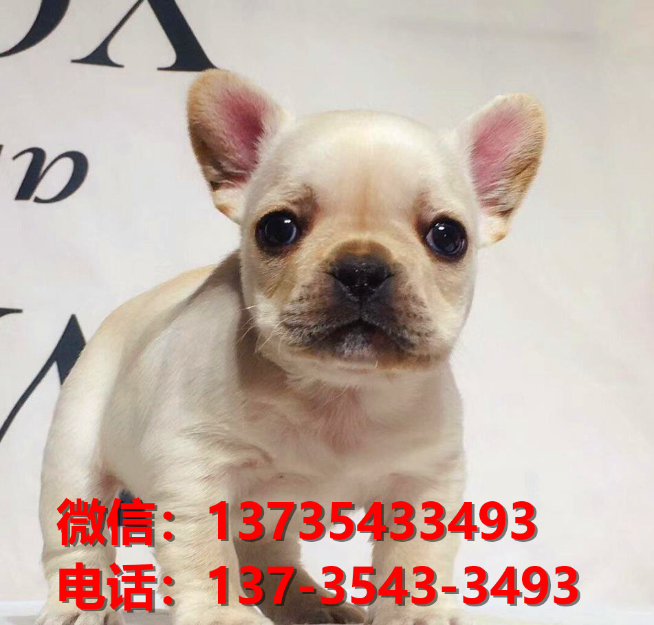 长沙宠物狗犬舍出售纯种法牛法斗犬网上买狗卖