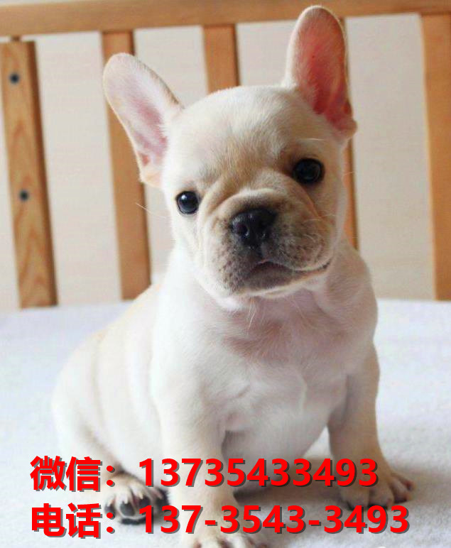 常德宠物狗犬舍出售纯种法牛犬网上买狗卖狗地方在哪有狗市场