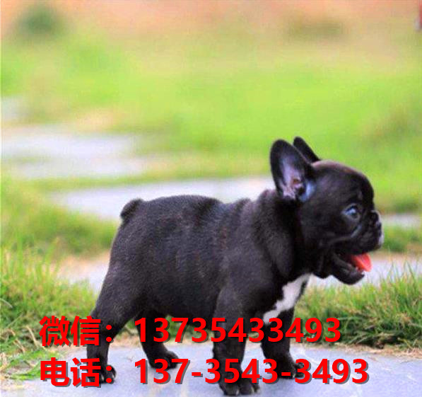 驻马店宠物狗犬舍出售纯种法牛犬卖狗买狗地方在哪有狗市场