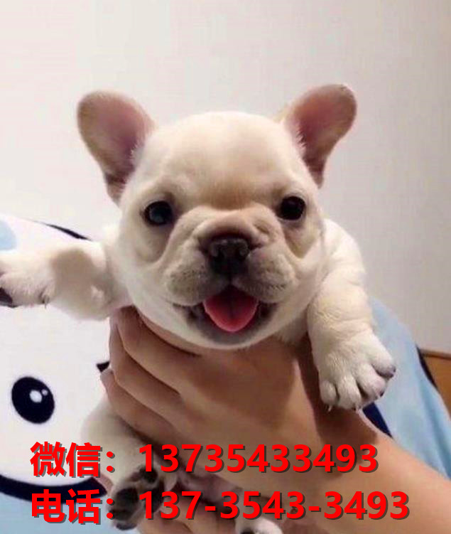 衡阳宠物狗犬舍领养纯种法牛法斗犬网上卖狗买