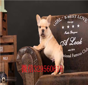  青岛出售全白色法国斗牛犬，纯种法牛价钱，精品