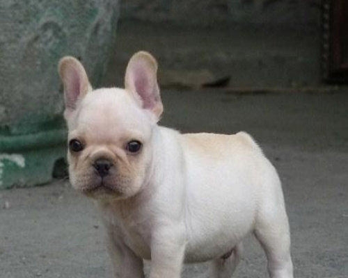 云南思茅买法牛 云南狗场小法牛出售