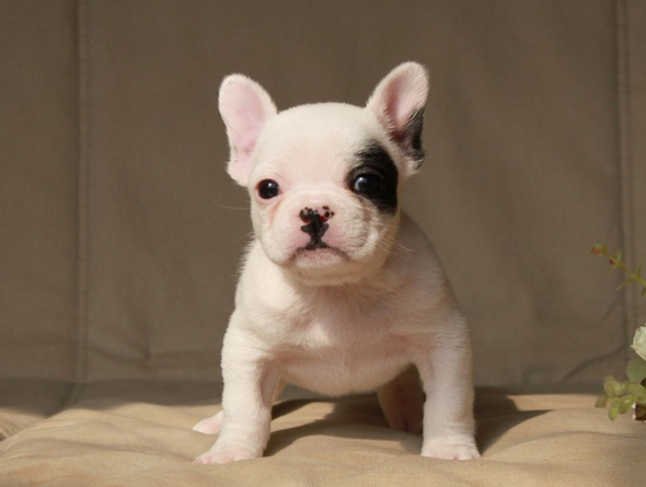 思茅买法牛 普洱买法牛 狗场小法牛出售