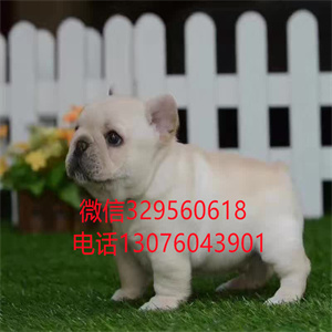 长春哪里卖法国斗牛犬多少钱 纯种斗牛犬法国斗牛犬出售 长春宠物交易