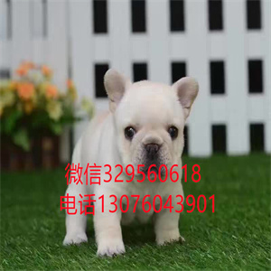 长春哪里卖法国斗牛犬多少钱 纯种斗牛犬法国斗牛犬出售 长春宠物交易