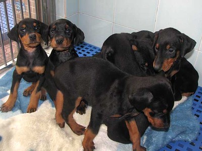 昆明卖杜宾的地方昆明本地狗场出售杜宾