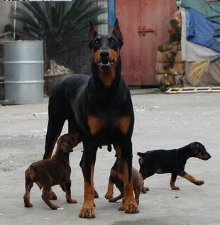 广南卖杜宾广南买杜宾广南狗场出售纯种杜宾