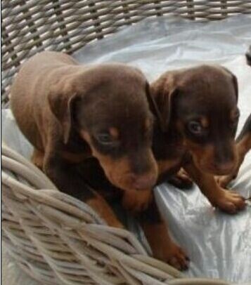 德宏州买杜宾犬 云南狗场出售漂亮小杜宾