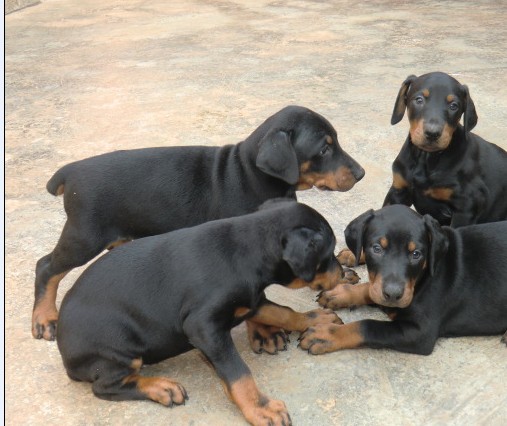 云南怒江买杜宾 本地狗场常年出售杜宾幼犬