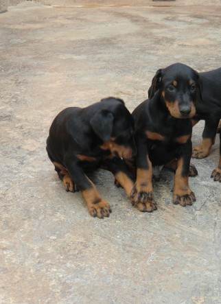 红河州买杜宾犬 云南狗场专业繁殖出售纯种杜宾