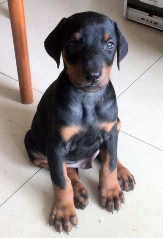 大理买杜宾 云南狗场出售纯种杜宾犬欢迎联系