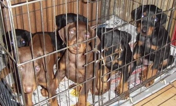 昆明本地纯种杜宾犬价格昆明狗场出售杜宾幼犬