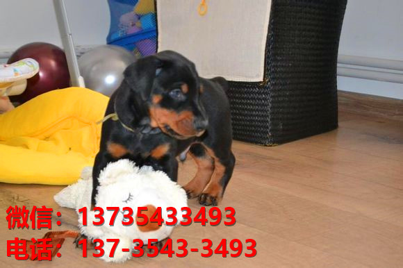 咸阳宠物狗狗犬舍出售纯种杜宾犬大型犬哪里有狗市场卖狗地方在哪买狗