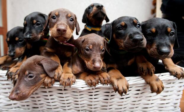 德宏本地哪里买卖杜宾幼犬,芒市潞西出售纯种