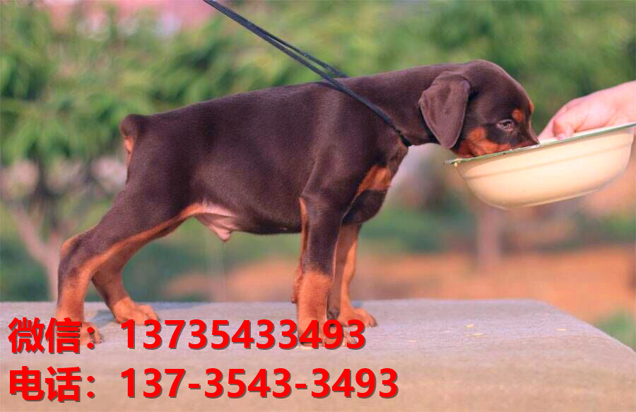 许昌宠物狗狗犬舍出售纯种杜宾犬大型犬哪里有狗市场卖狗地方在哪买狗