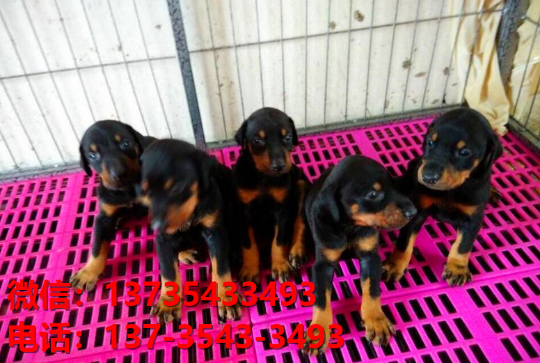 杭州宠物狗狗犬舍出售纯种杜宾犬大型犬哪里有