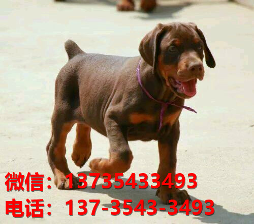 上海宠物狗狗犬舍出售纯种杜宾犬大型犬哪里有狗市场卖狗地方在哪买狗