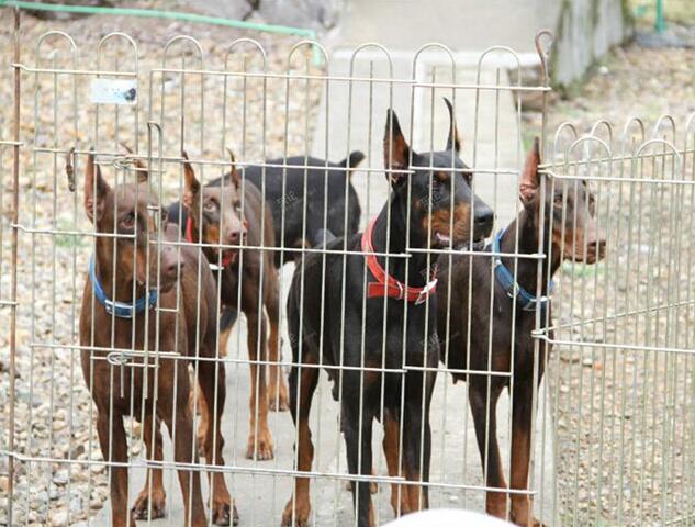 芒市本地出售杜宾犬小狗德宏地区哪里买卖杜宾